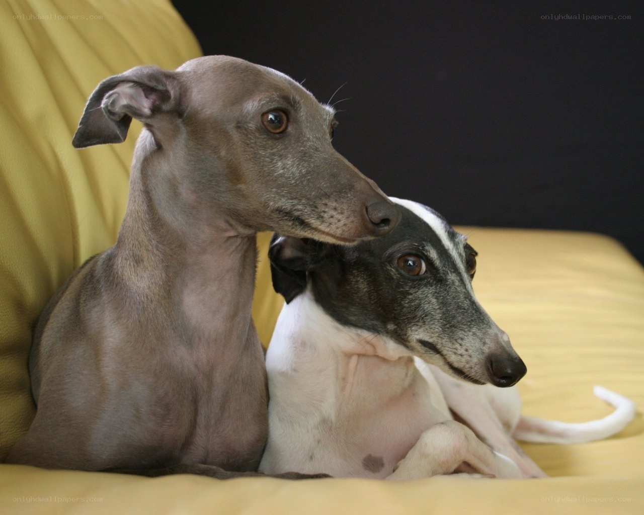 Two dogs resting together