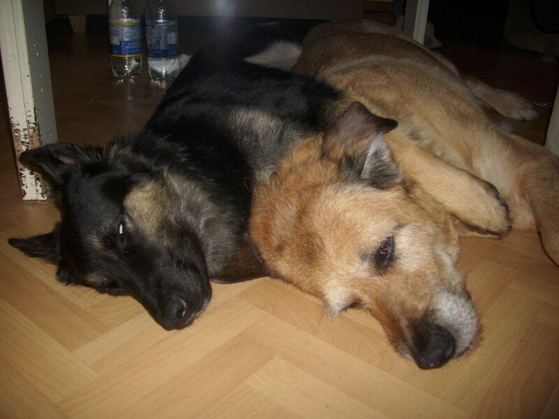 Two dogs resting together