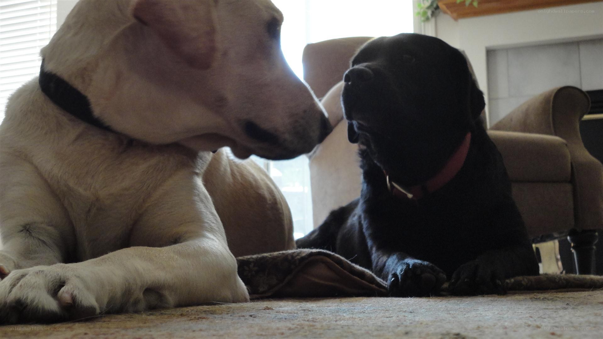 Two dogs resting together