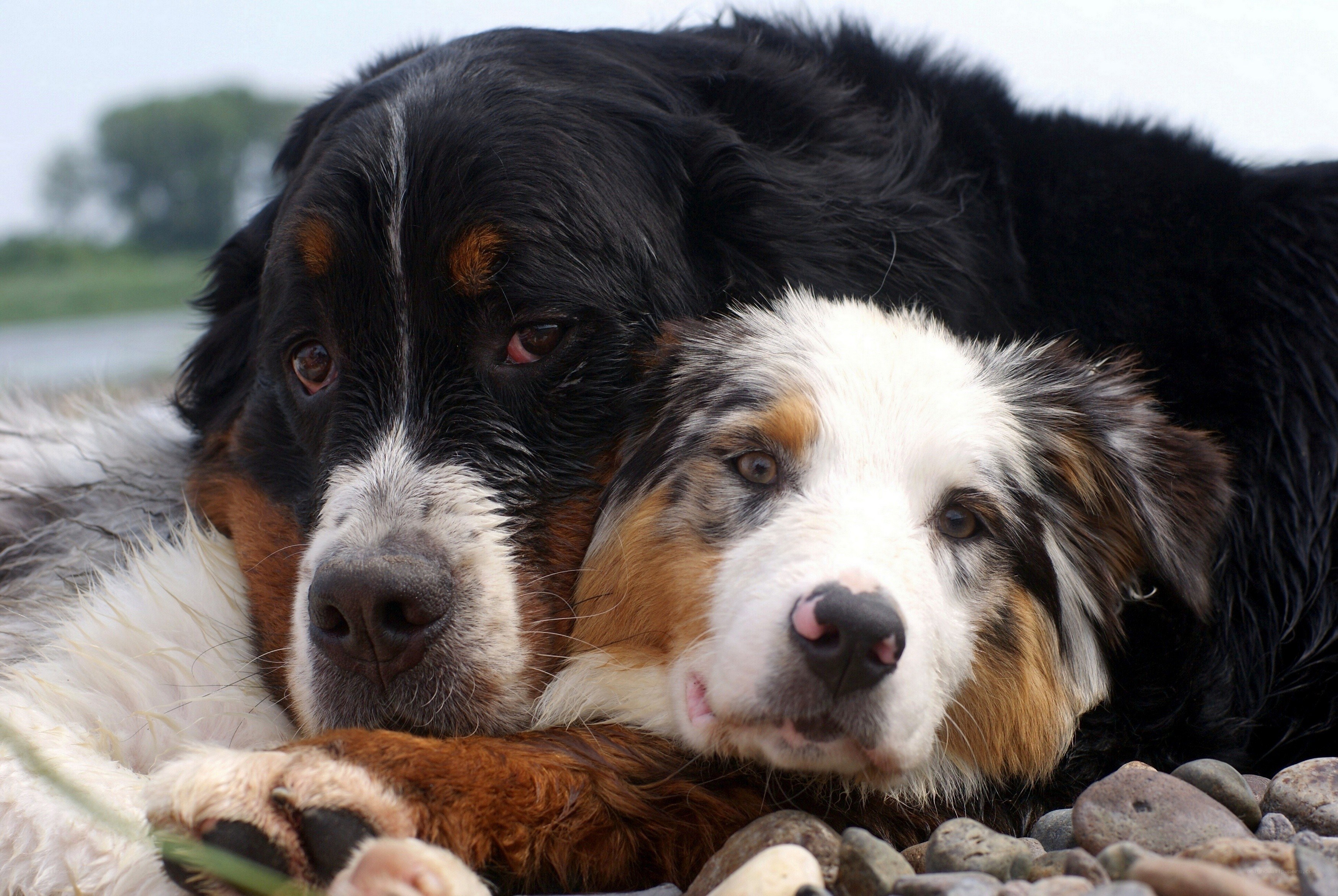 Two dogs resting together