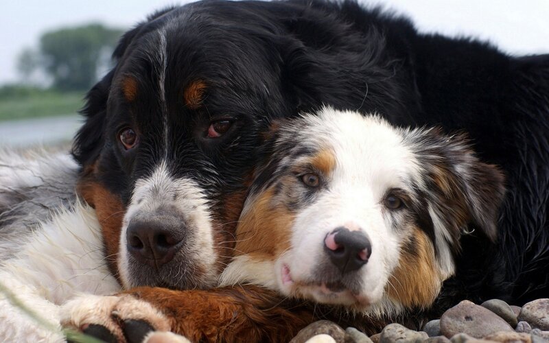 two dogs resting together