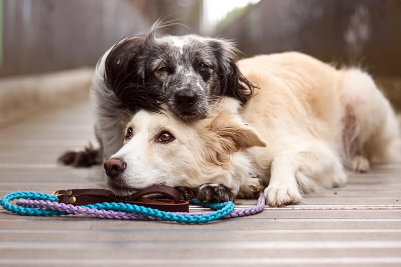 Two Dogs Resting — White, Calm