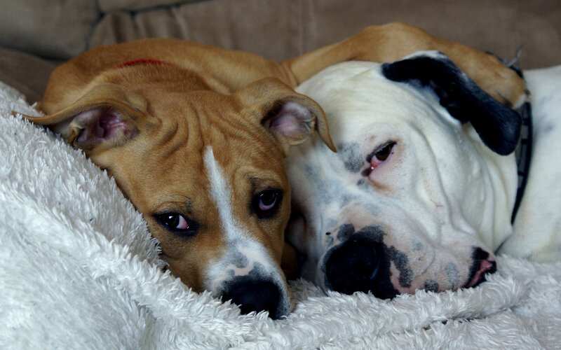 Two Dogs Resting — White
