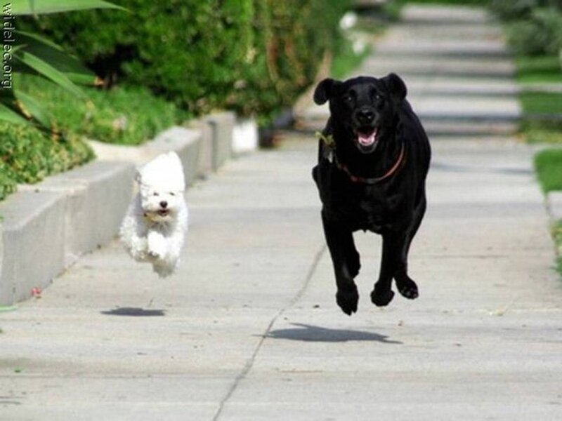 Two Dogs Running — Black