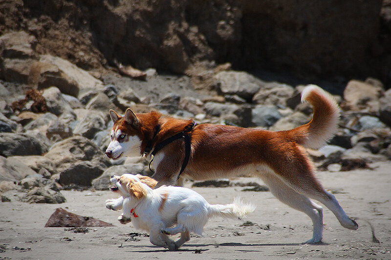 Two Dogs Running — Brown