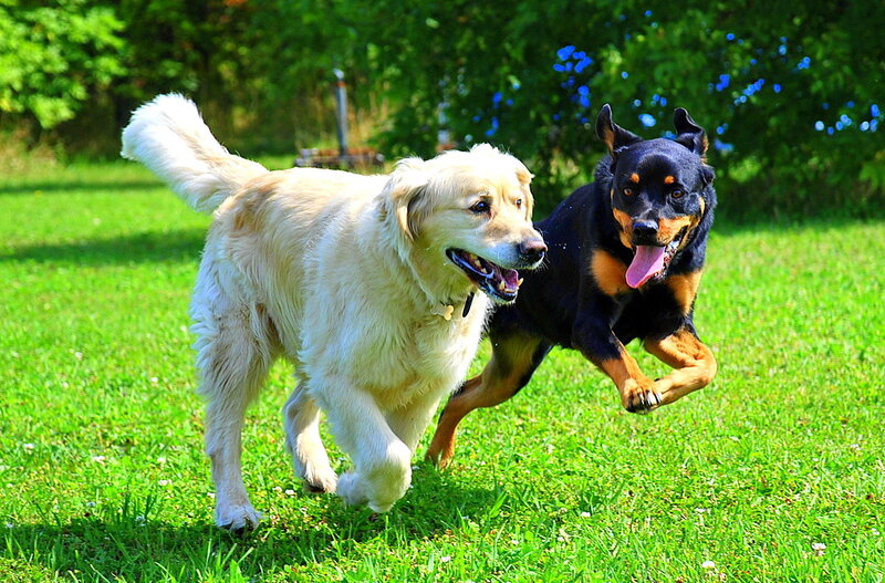 Two Dogs Running — Green, Active, Afternoon