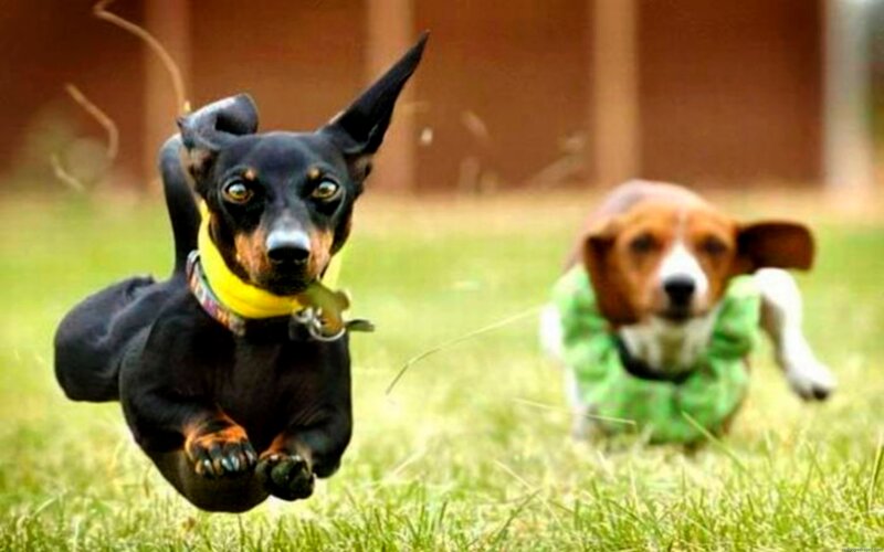 Two Dogs Running — Green, Active