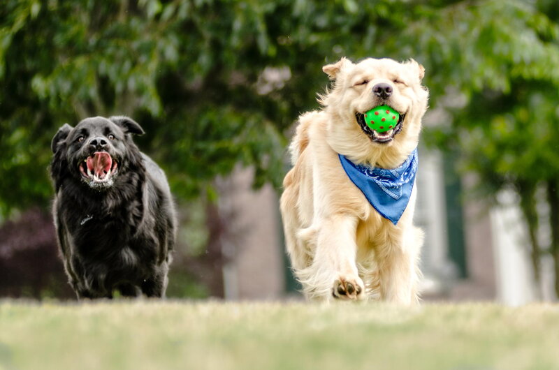 Two Dogs Running — Green, Playful