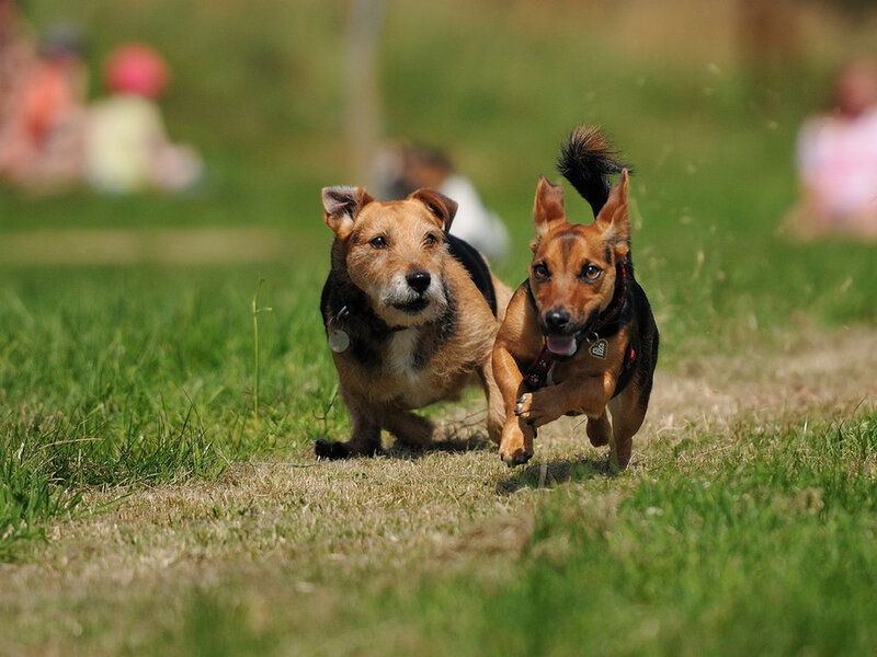 Two Dogs Running — Green