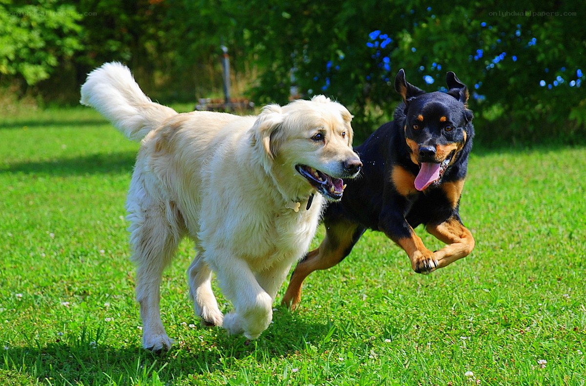 Two dogs running in a field