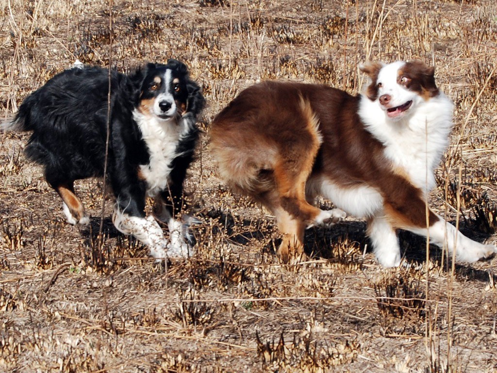 two dogs running in a field