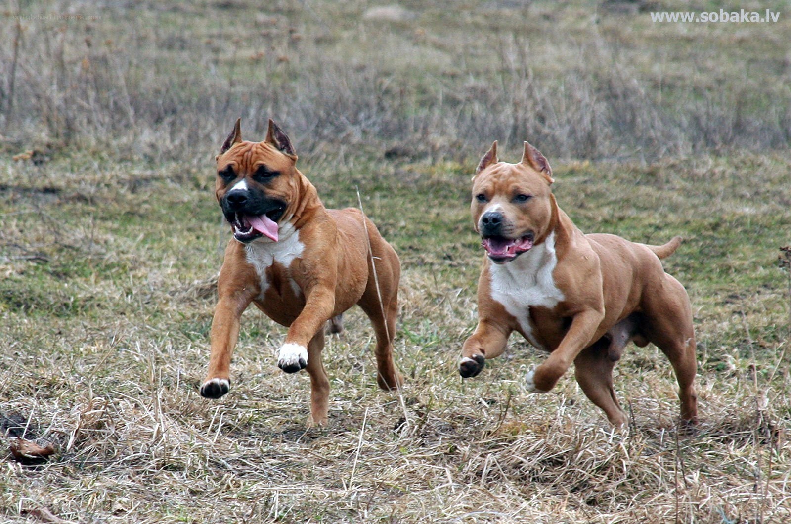 Two dogs running in a field