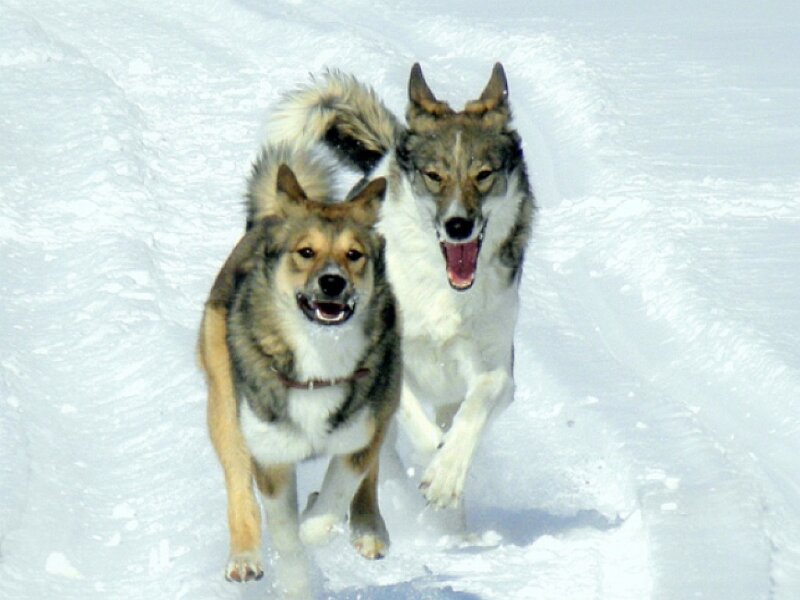 Two Dogs Running in Snow