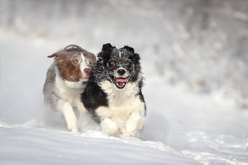 Two Dogs Running in Snow — White