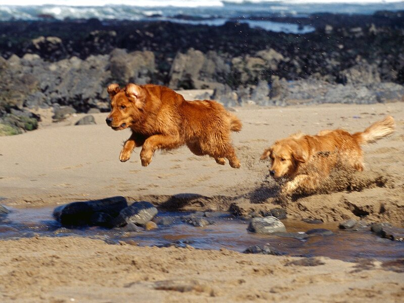 Two dogs running on a beach