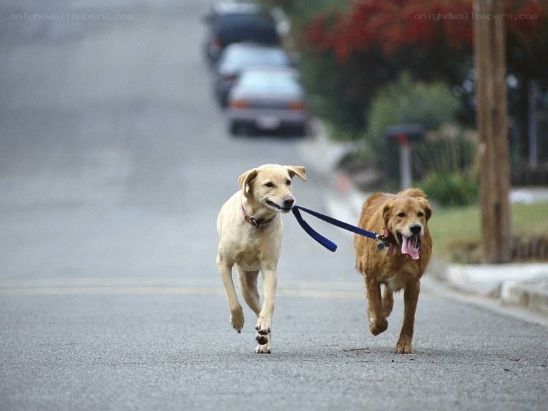 Two dogs running on a leash