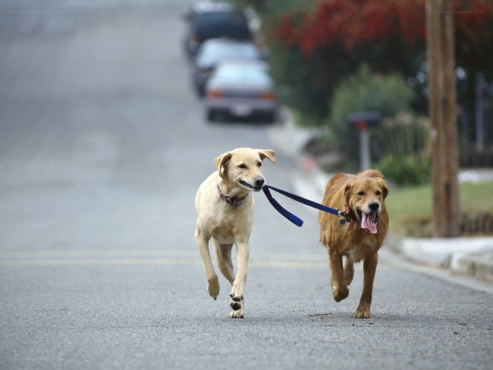 Two dogs running on a street