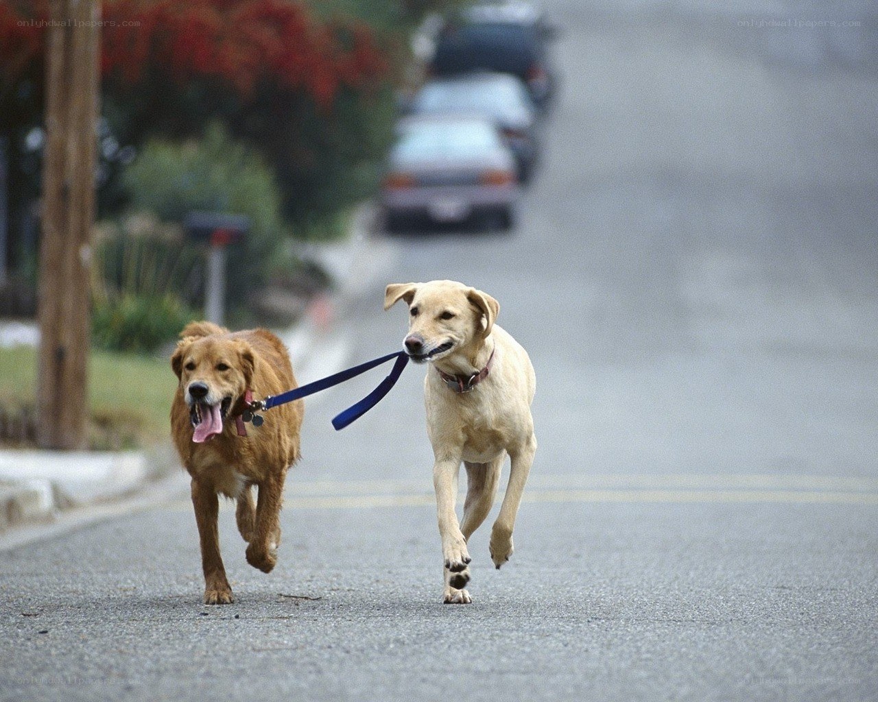 Two dogs running on a street