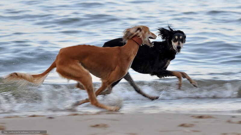 Two Dogs Running on Beach — Brown