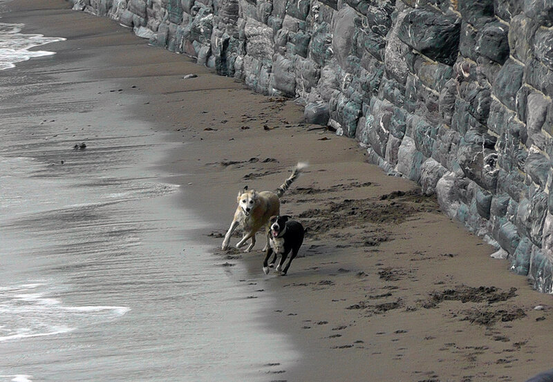 Two Dogs Running on Beach