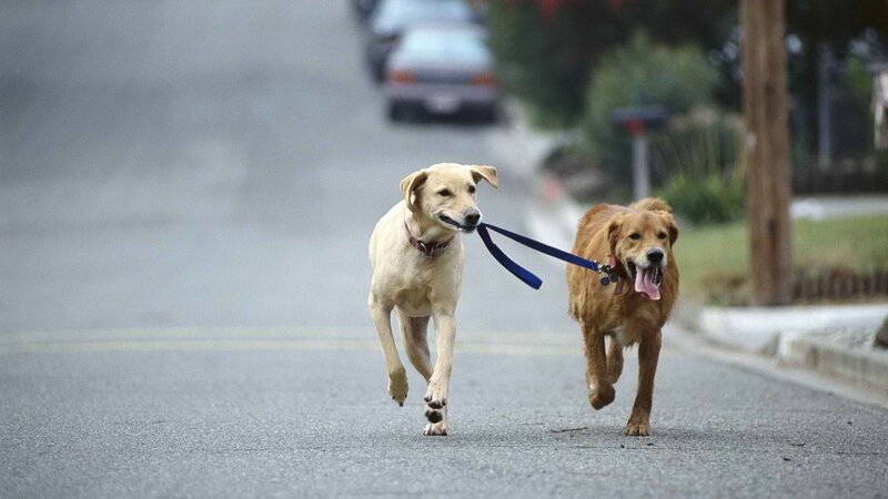 two dogs running on leash