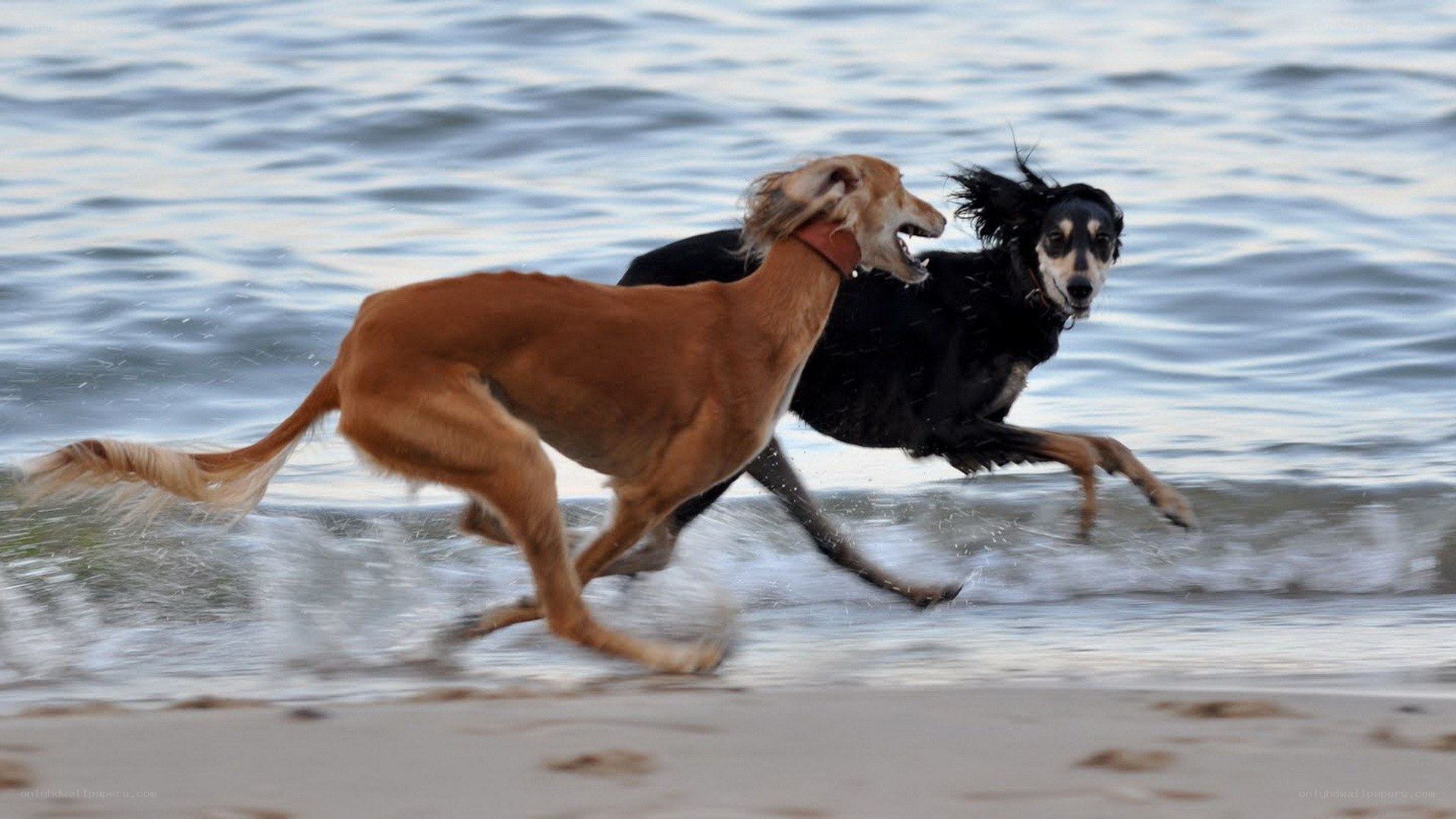 Two dogs running on the beach
