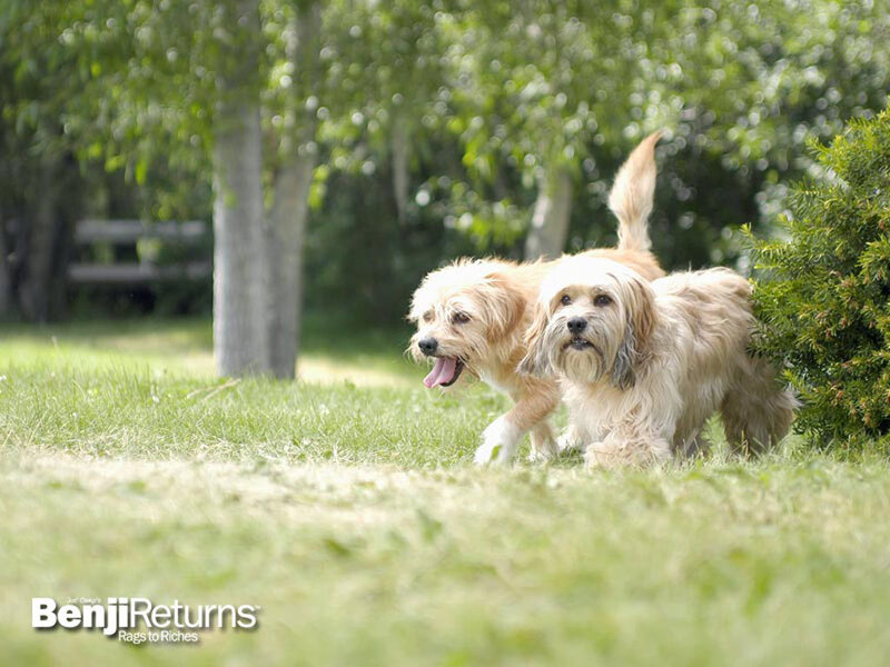 Two Dogs Running
