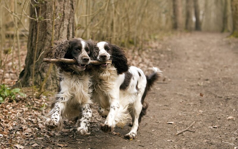 two dogs sharing a stick