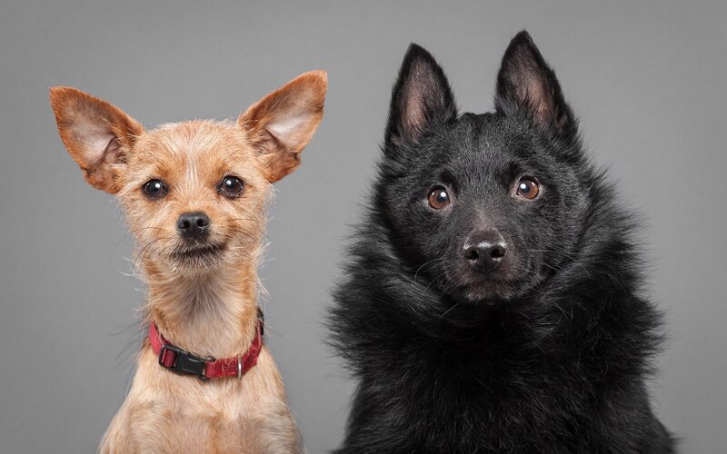 Two Dogs Side by Side — Gray, Neutral