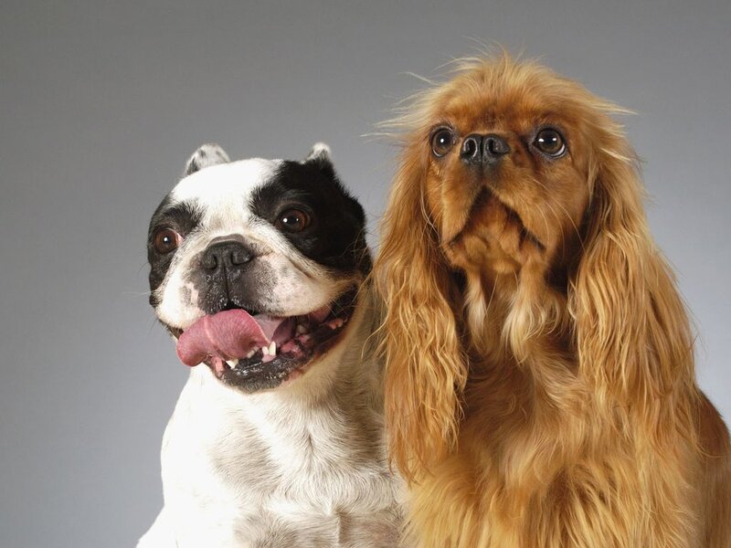 Two Dogs Side by Side — Gray