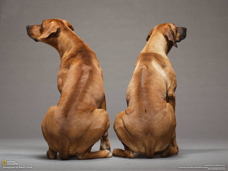 Two dogs sitting back to back