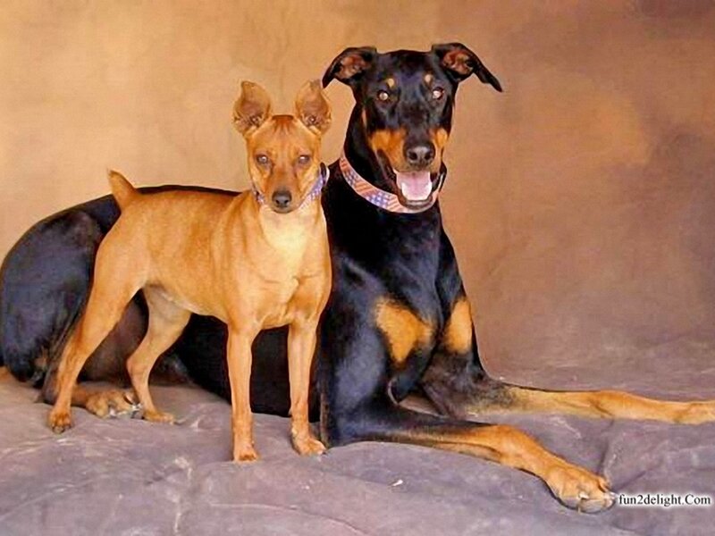 Two Dogs Sitting — Black