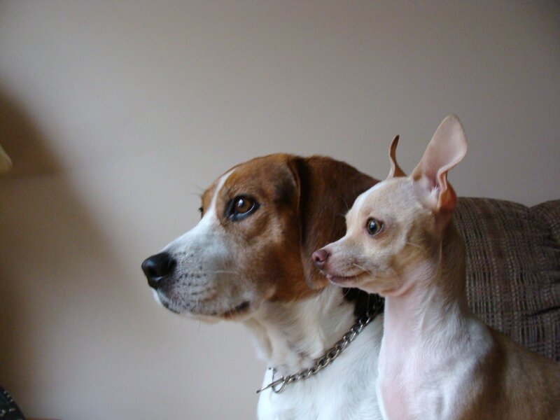 Two Dogs Sitting — Brown, Calm