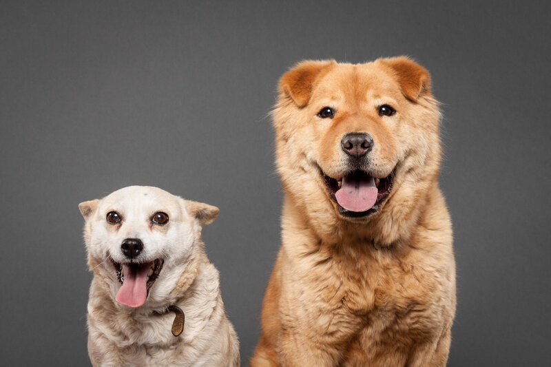 Two Dogs Sitting — Brown
