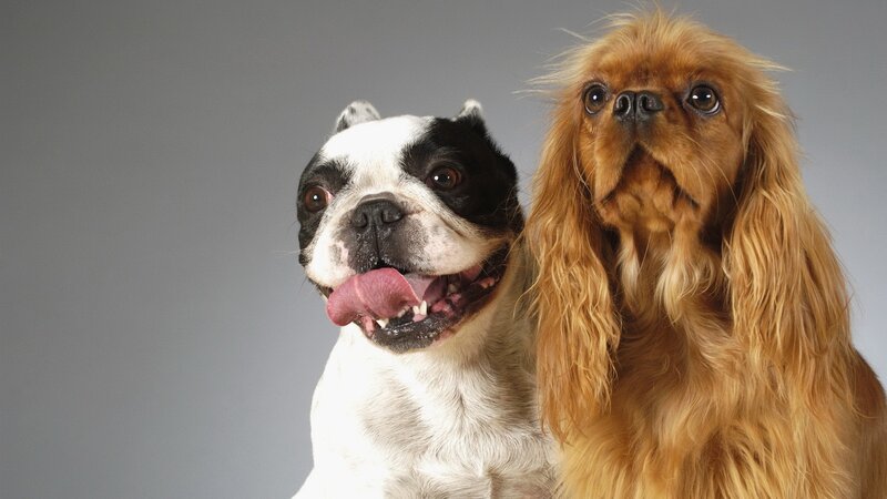 Two Dogs Sitting — Gray
