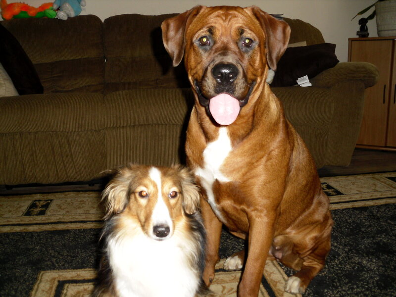 Two dogs sitting on a rug