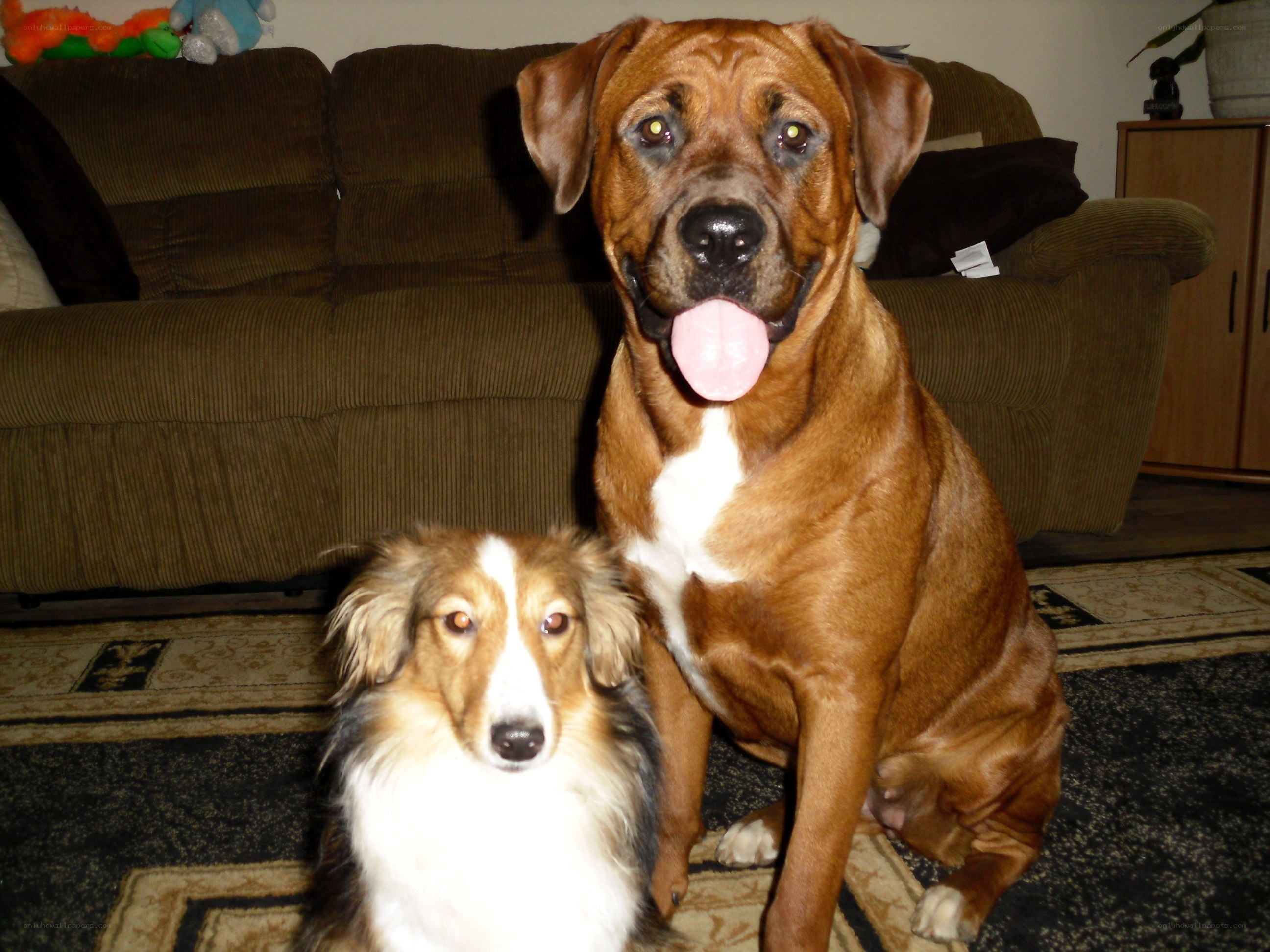 Two dogs sitting on a rug