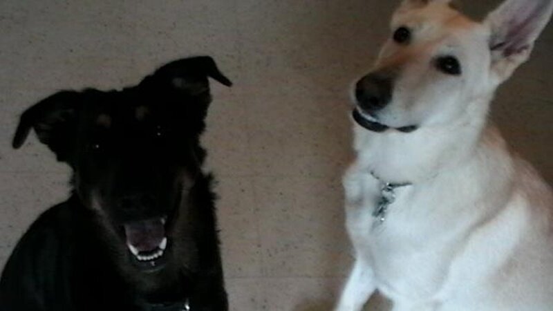 Two Dogs Sitting