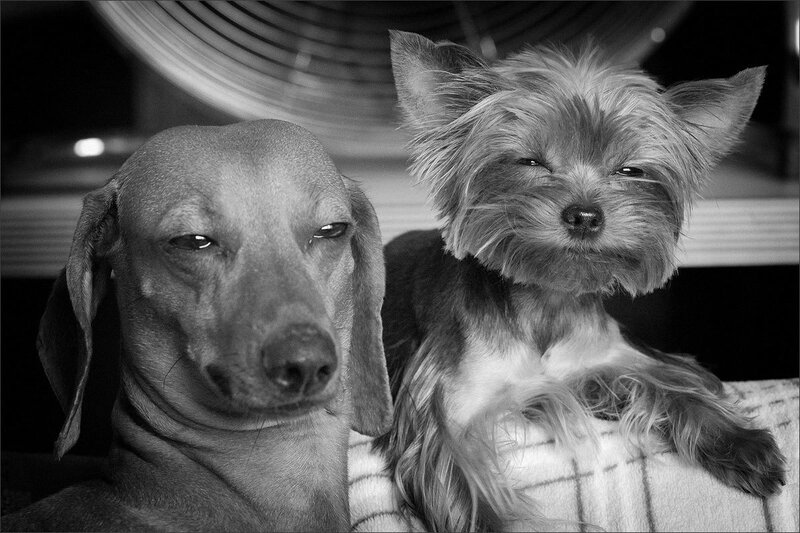 Two dogs sitting together