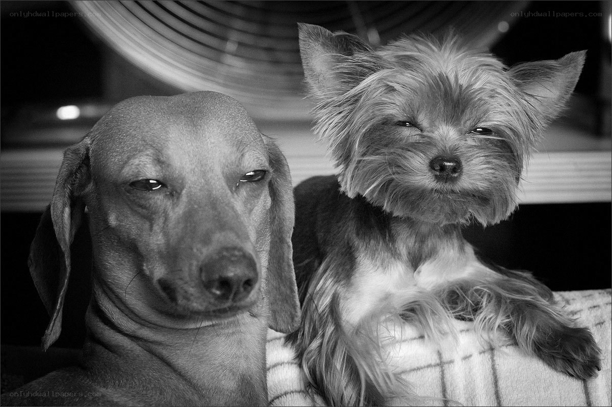 Two dogs sitting together