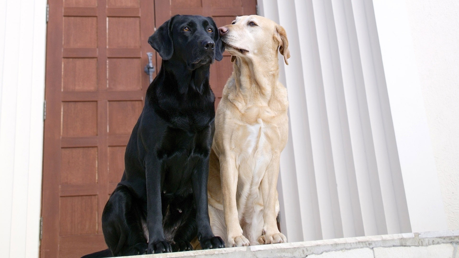 two dogs sitting together