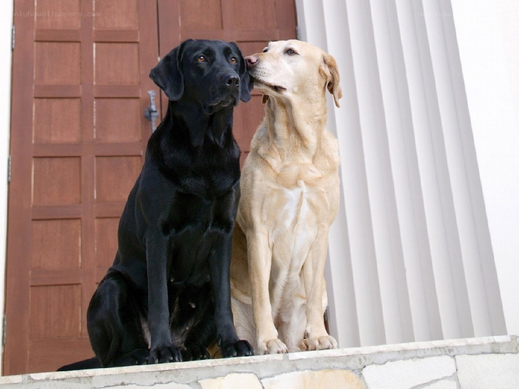 Two dogs sitting together