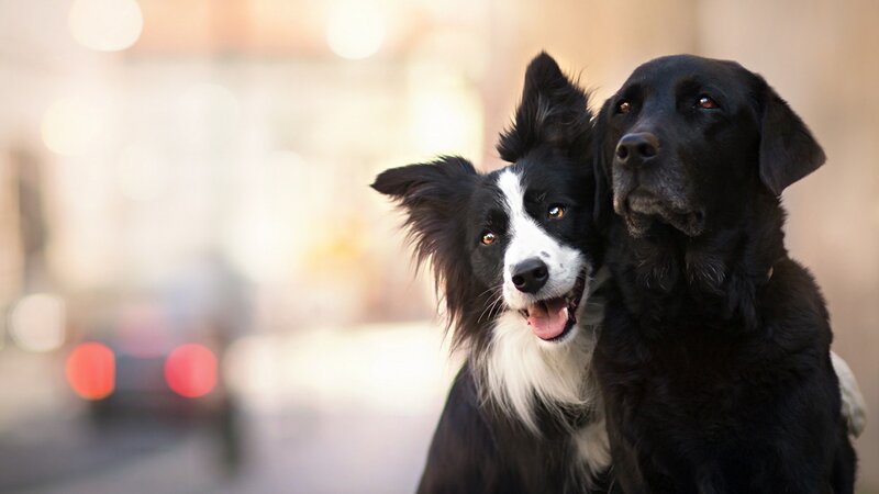 Two Dogs Sitting Together — Black, Calm, Afternoon