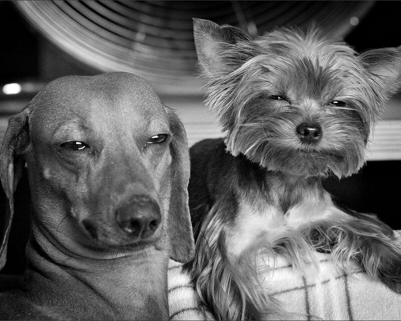 Two Dogs Sitting Together — Black, Calm