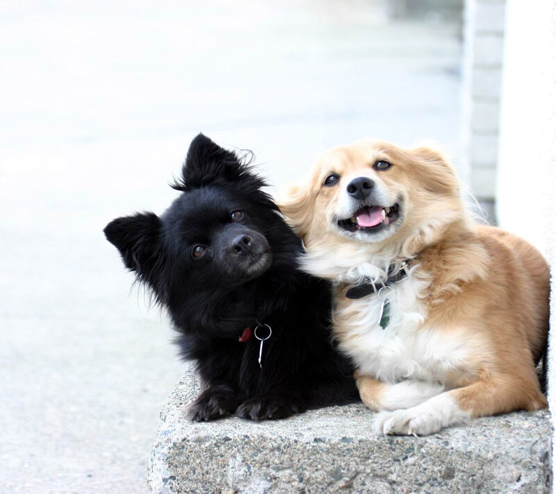 Two Dogs Sitting Together — Black