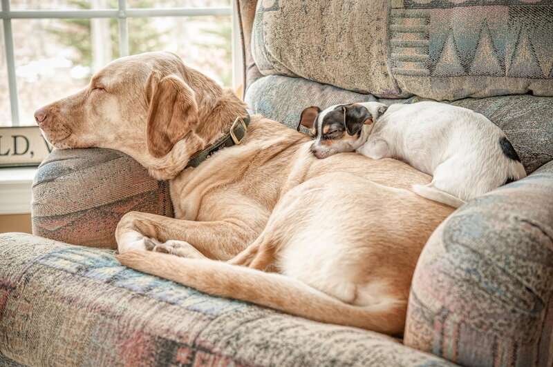 Two Dogs Sleeping — Beige