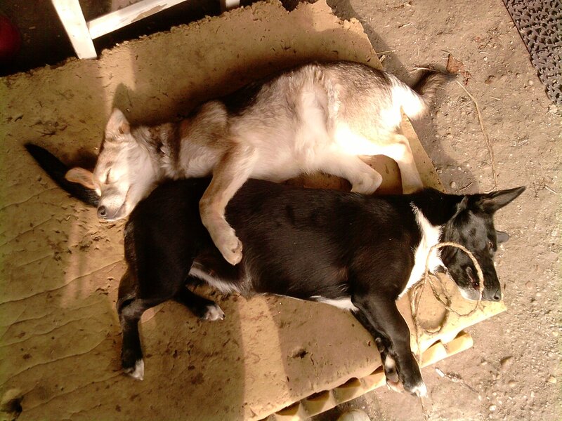 Two Dogs Sleeping — Black