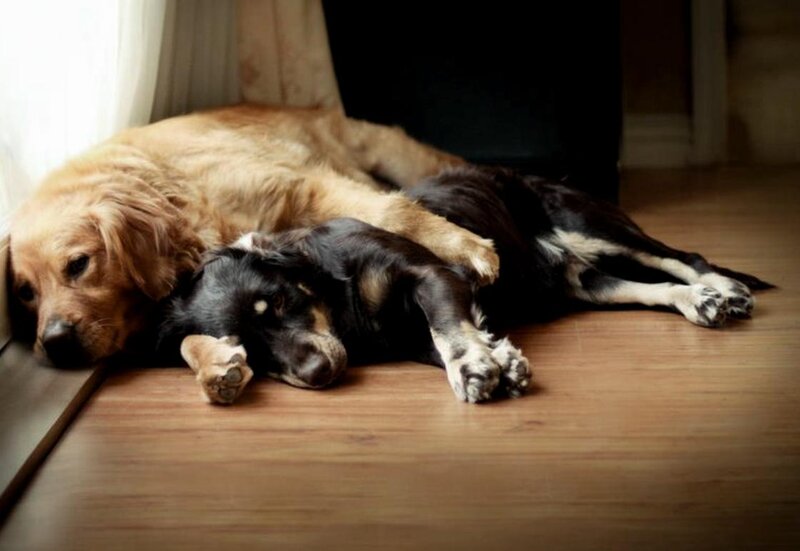 Two Dogs Sleeping — Brown, Calm, Morning