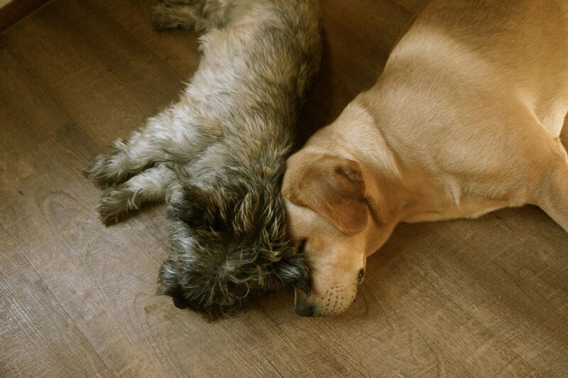 Two Dogs Sleeping — Brown, Calm, Photograph