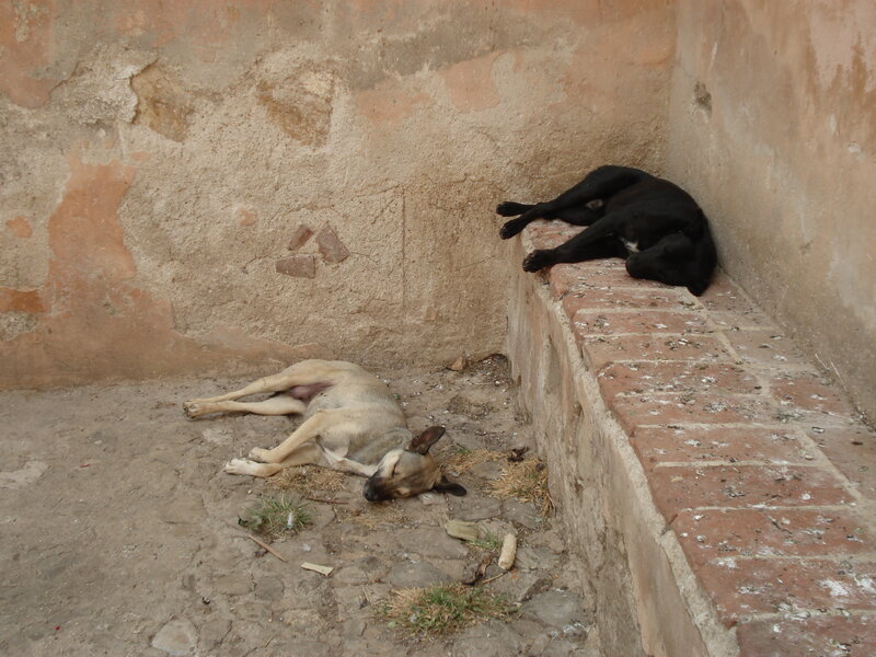 Two Dogs Sleeping — Brown, Calm